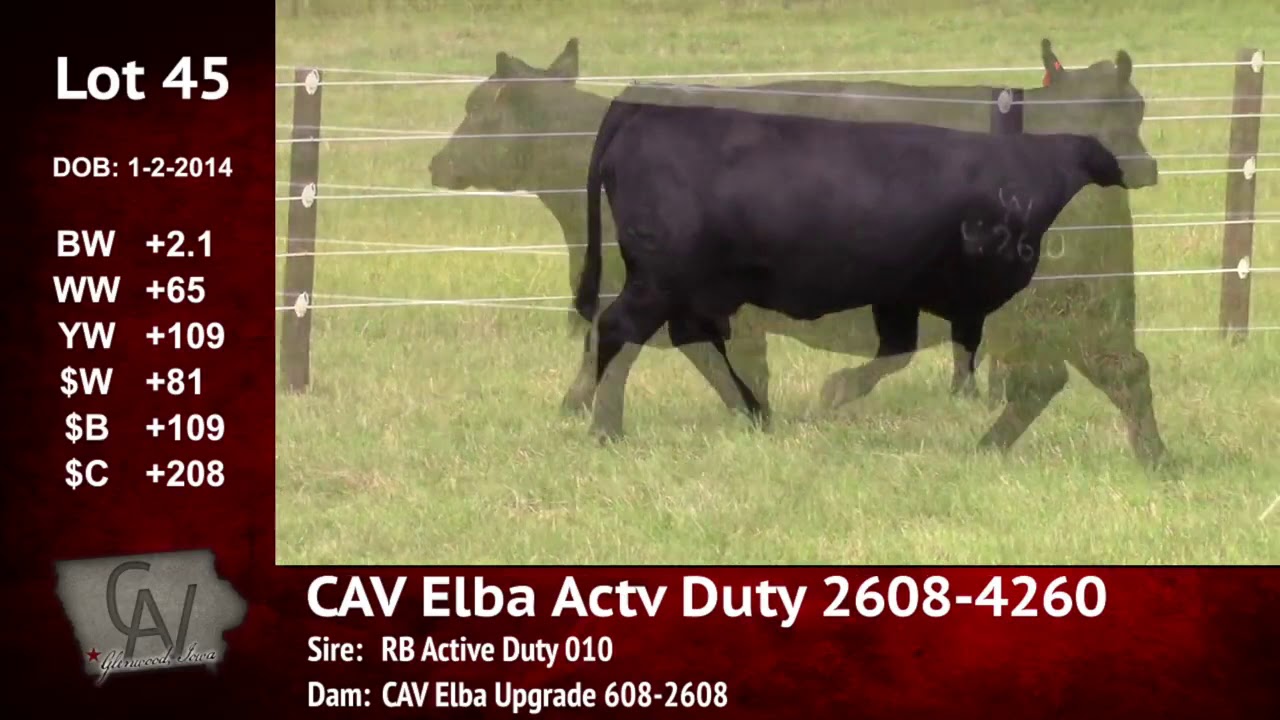 angus tasty Crouch Angus Valley Lot 45