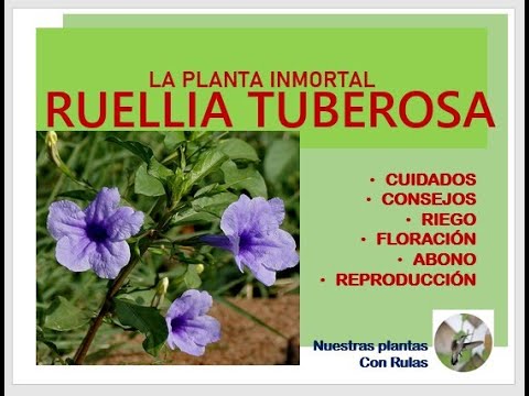 Video: Ruellia (33 Fotos): Descripción De La Flor De Ruelia Azul Y Cuidado En El Hogar, Especies De Portella Y Devaux, Caroline Y Britton, Crecimiento Y Propagación Por Esquejes