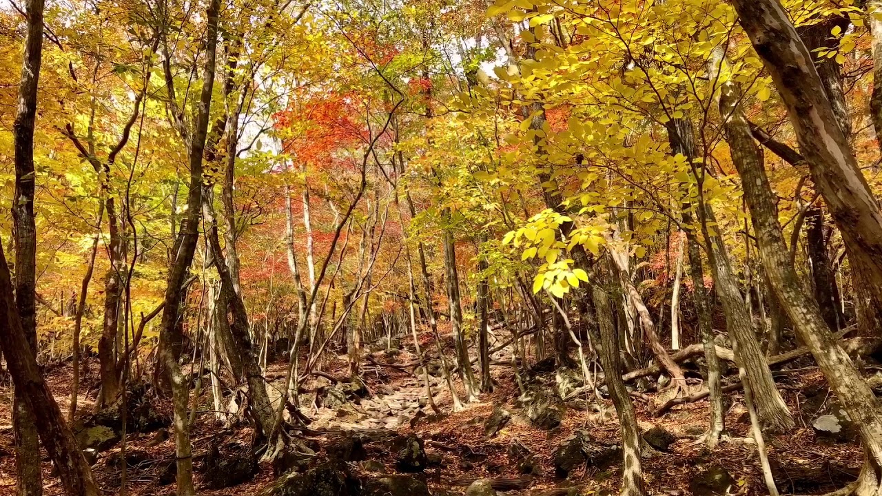 11 1 由布岳登山 紅葉編 Youtube