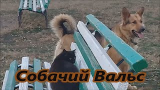 Собачий Вальс