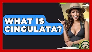 What Is Cingulata? - The Wild Life Explorer