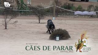 Demonstração De Cães De Parar 2022