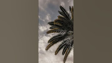 القارئ أحمد النفيس