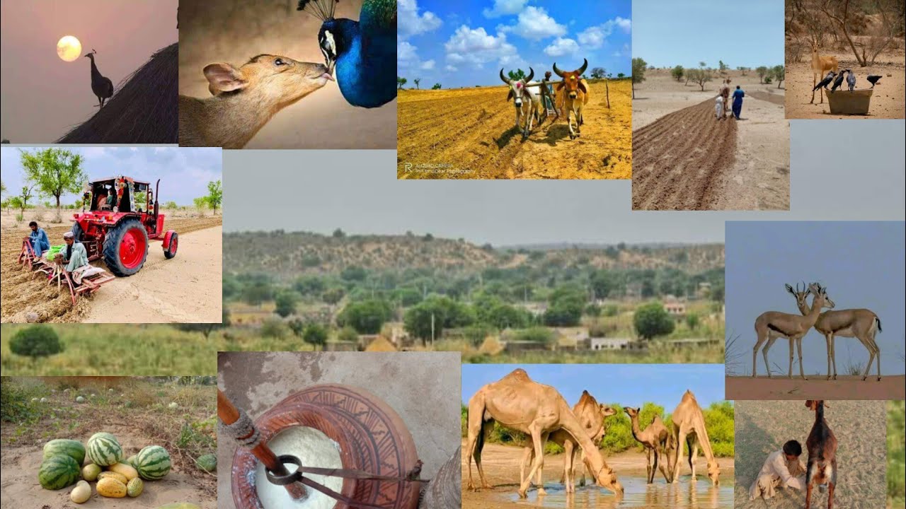 All Things My Tharparker Desert Sindh Pakistan # villagelife