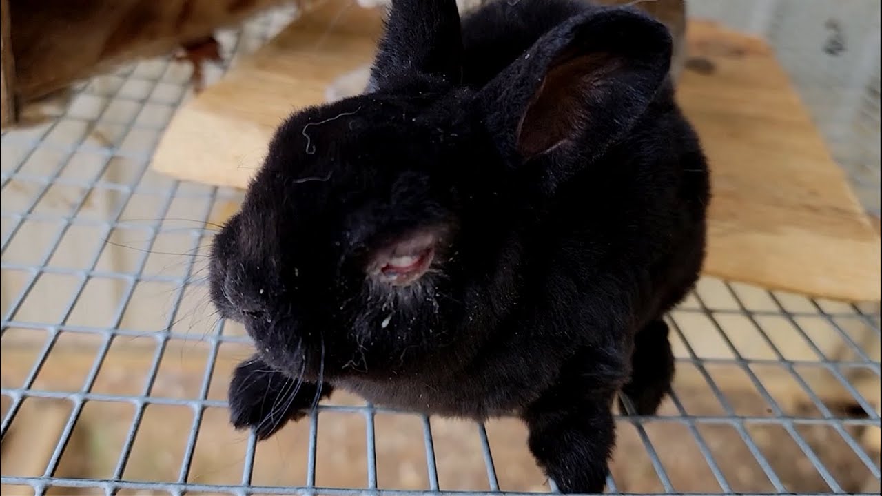 We Have a Blind Baby Bunny | Rabbitry - YouTube