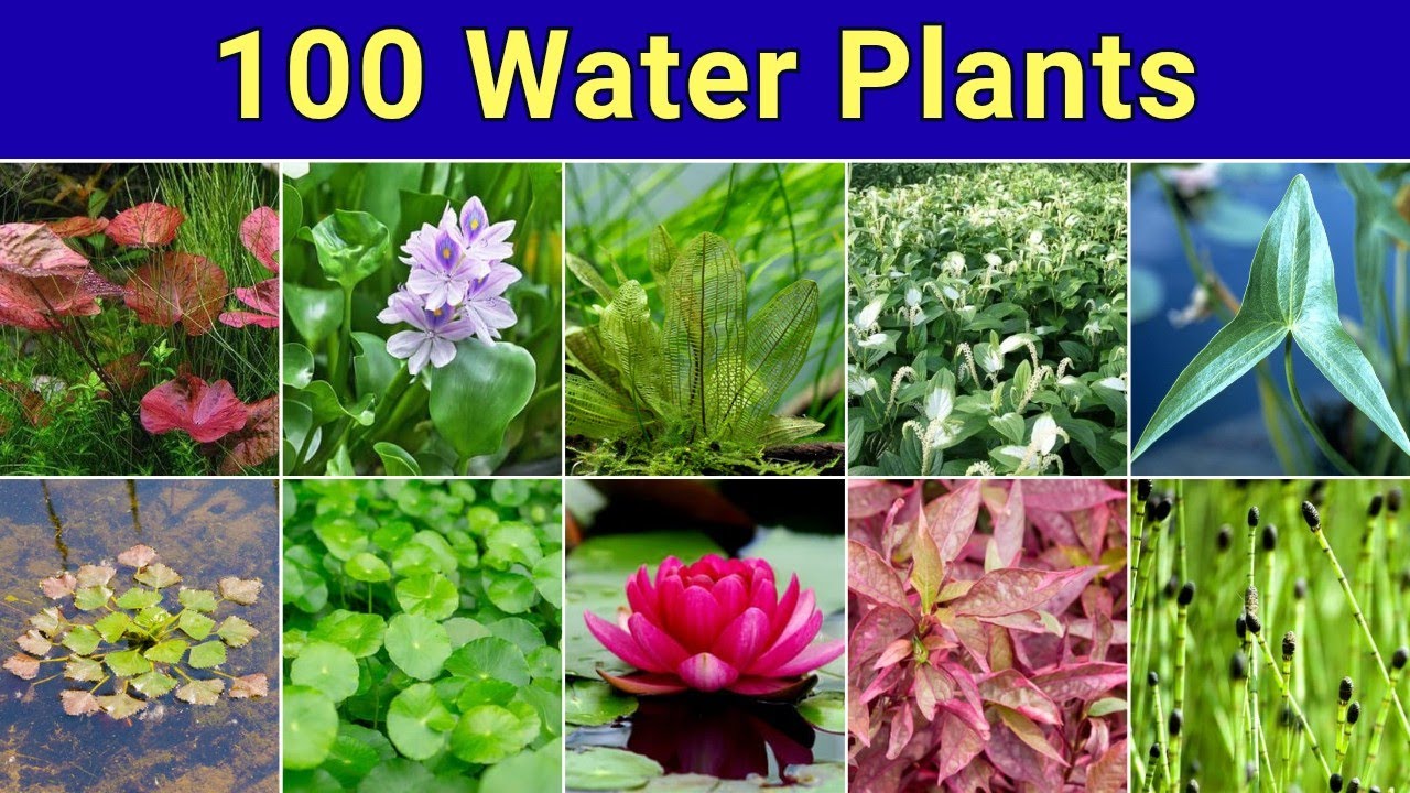 Introduction to Aquatic Plants: Floating, Submerged, and Emergent Species