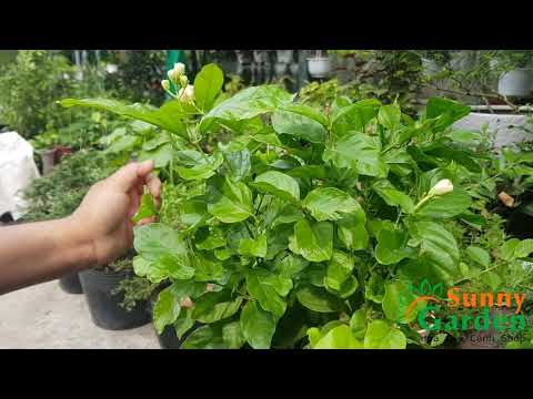 Video Cách Trồng Và Chăm Sóc Cây Hoa Lài( Nhài) - youtube