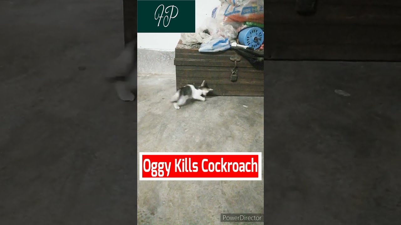 Kitten Killed The Cockroach | Oggy Killed The Cockroach | Fascinating Pets 
