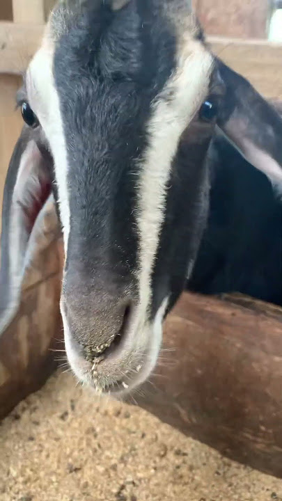 Si kambing hitam😱#sobatngarit #youtubeshort #shorts #shortvideo #trending #fypシ゚viral