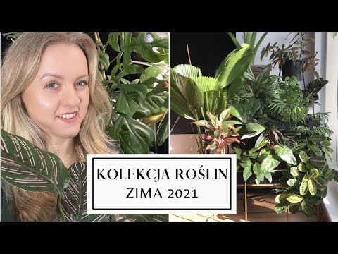 Moja kolekcja roślin zima 2021| nieesia25