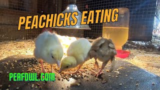 Exclusive Peachicks Eating, Peacock Minute, peafowl.com Information