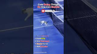 Cats Doing Things No One Can Explain #5