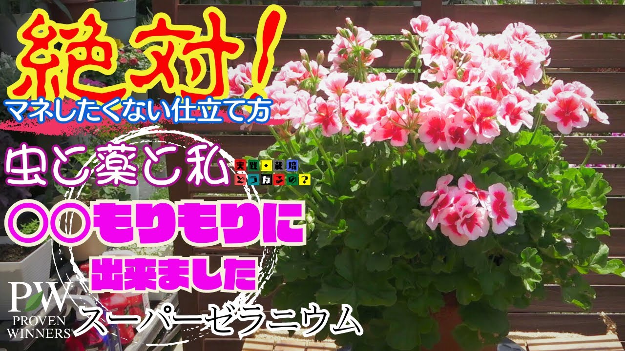 ○○もりもり素晴らしいゼラニウム出来ました！虫と薬と私虫に一番効果的駆除方法【ガーデニング】植え方.育て方.そだち方【園芸】