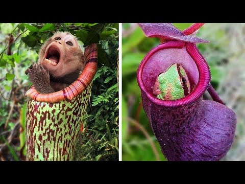 Video: Einzigartige Pflanzen und Tiere von Chakassien