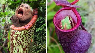 Die gefährlichsten Pflanzen, die Tiere fressen