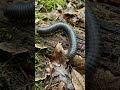 This Millipede Has a Secret!