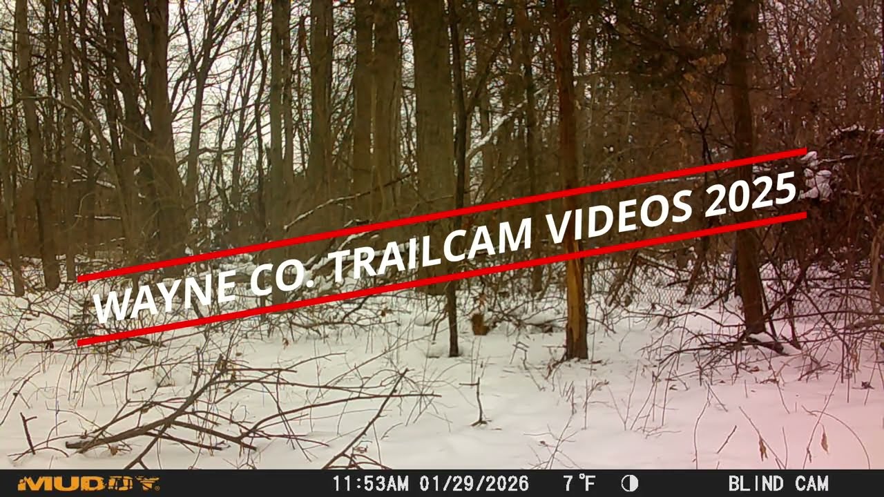 WAYNE CO. TRAILCAM VIDEOS 2025
