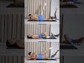 Lower body and glutes workout #lowerbodyworkout #glutes #다이어트 #homeworkout