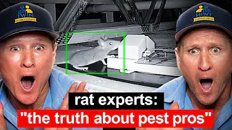Pest Pros Are Lying to You About Rats... The Twins set the record straight