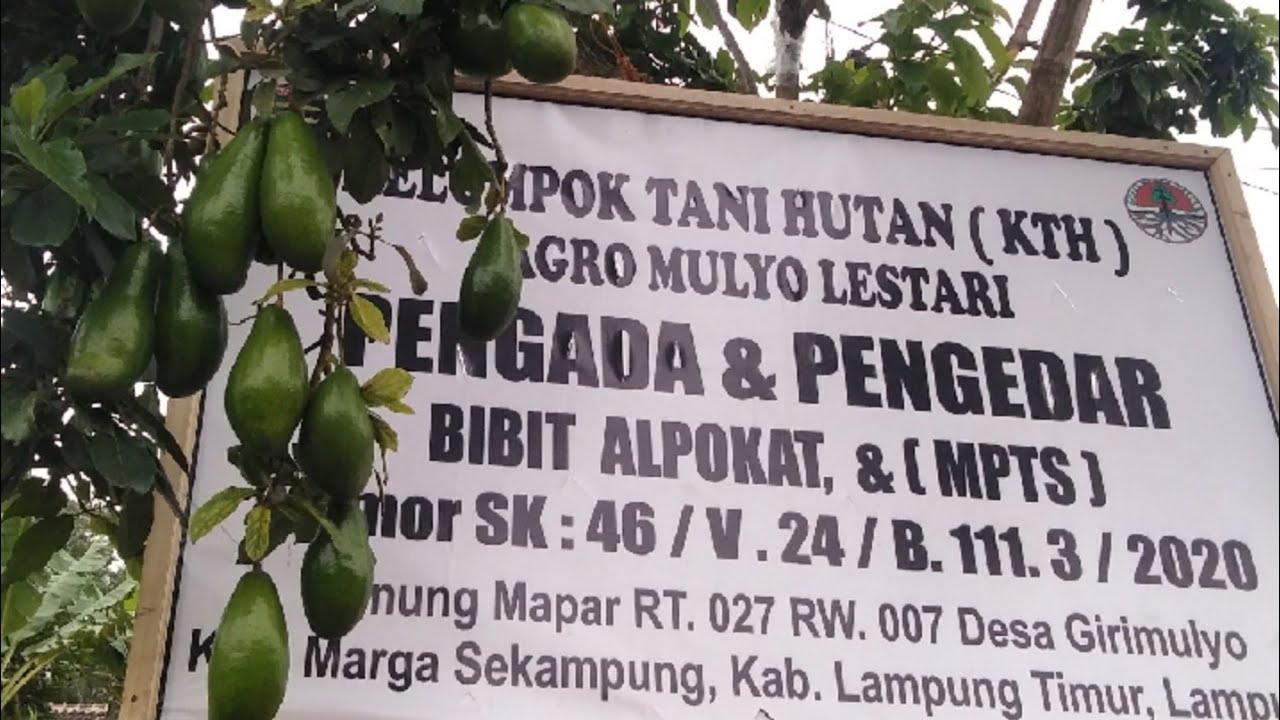 pusat bibit alpukat siger 1 varitas sibatu