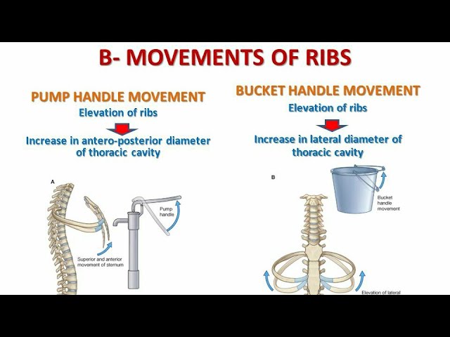 Similarities and differences between Bucket handle and Pump handle movement  of the ribs 