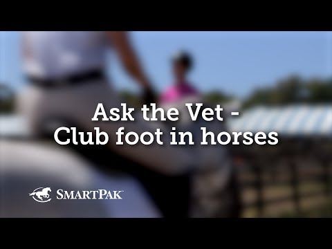 Wideo: Czy kupiłbyś konia ze stopą końsko-szpotawą?