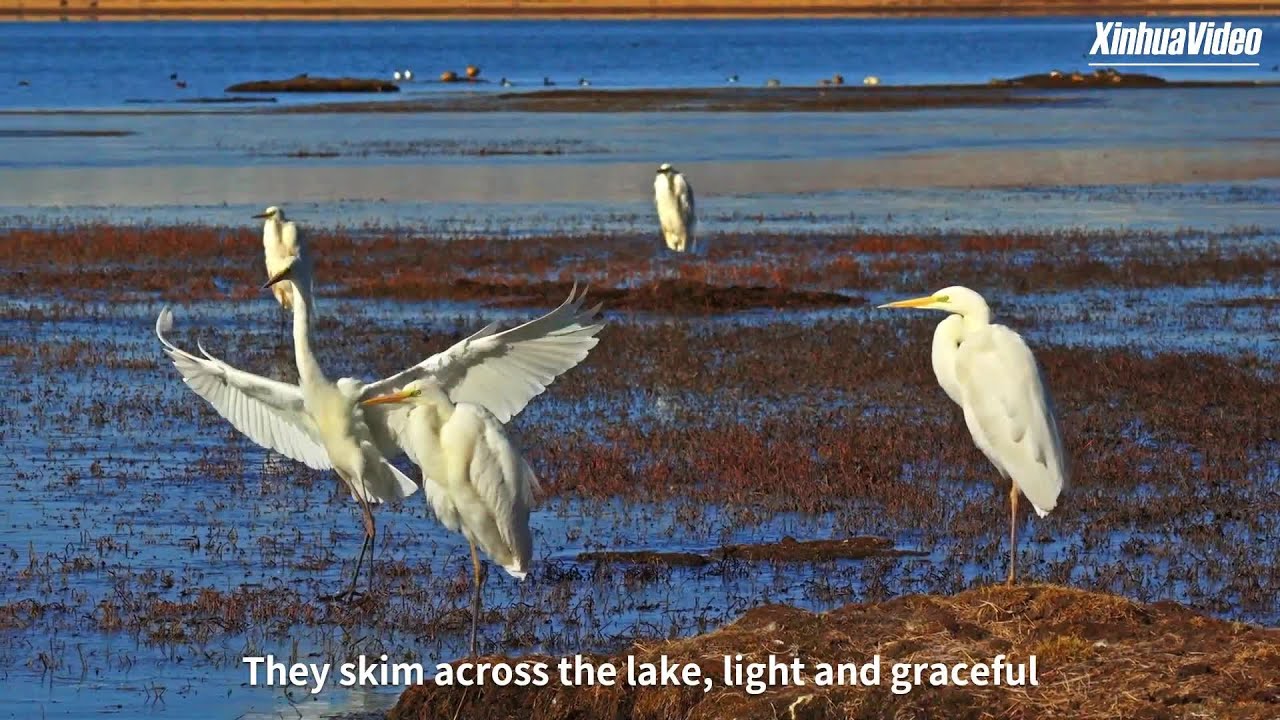 Egrets return to Gahai Lake in late spring