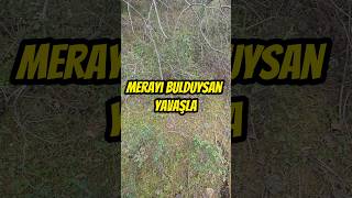 Merayi Bulduysan Yavaşla