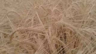 Burakbey Arpa Çeşi̇di̇ -2 Barley Variety Burakbey- 2