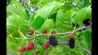 The Interesting World of Mulberries: A General Overview