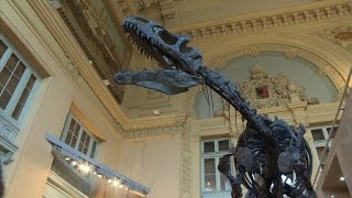 Million dollar dino sells at auction in France