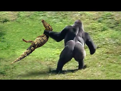 This Alligator Messed With The Wrong Opponent