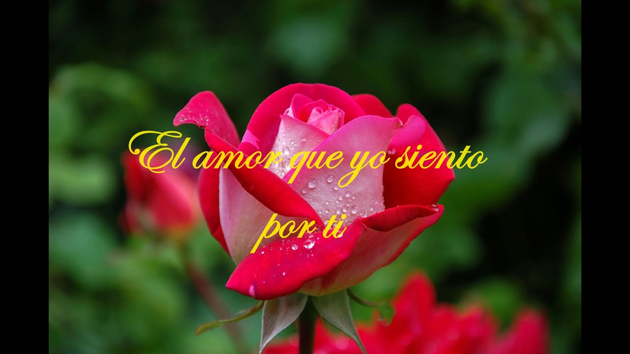 El amor que yo siento por ti / Taley - YouTube