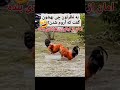 زبان زنها هرجا کاربرد داره یه بار نیش میزنه یه بار مار را توی سوراخ میکنه زبان زنها هرجا کاربرد داره یه بار نیش میزنه یه بار مار را توی سوراخ میکنه