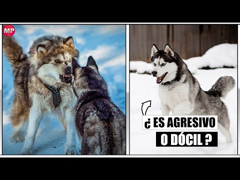 Video: Características de cazar con un husky