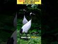 Top 5 Most Majestic Royal Birds on Earth 👑🦅✨ (Final Part)