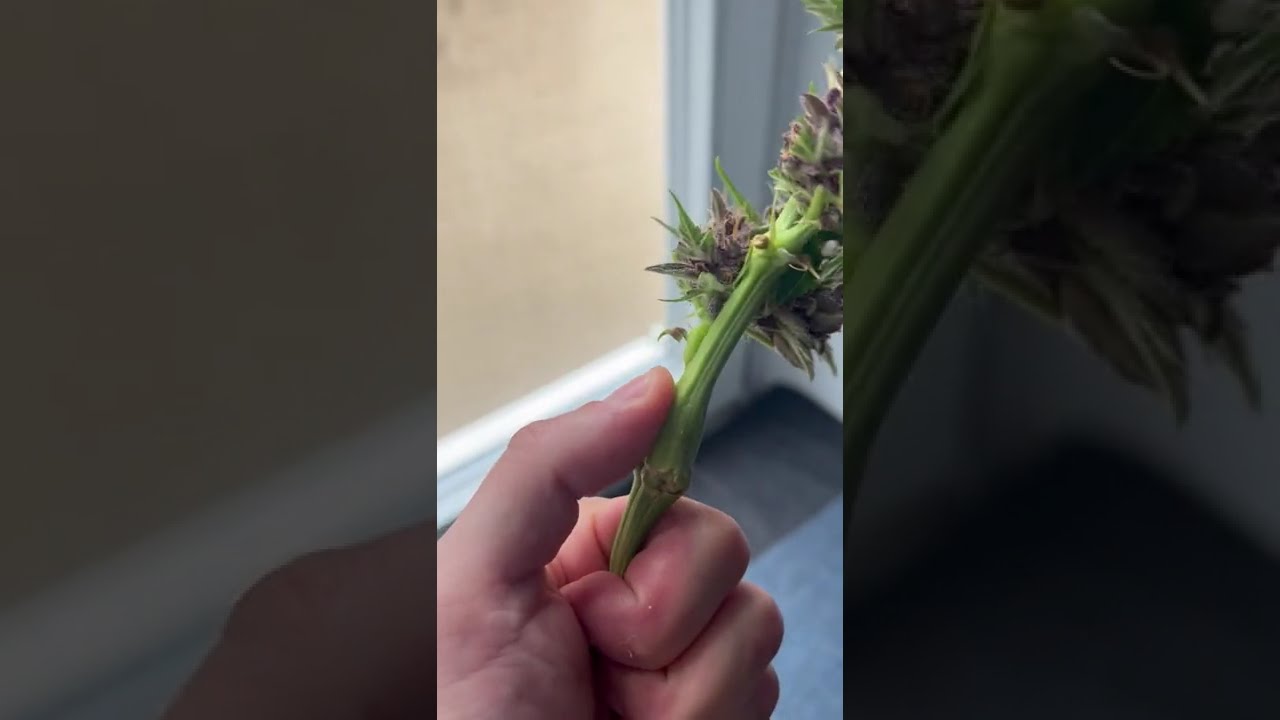 💜🍋 Purple Lemonade Auto by 