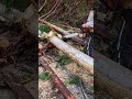 MS261 small and powerful good chainsaw