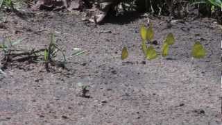 Erflies In The Schoolyard