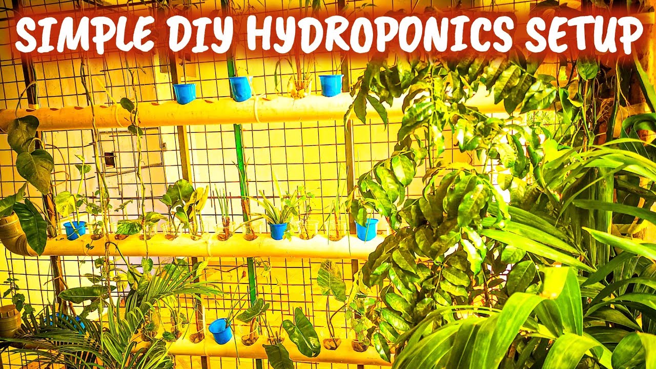Simple DIY Hydroponics Setup for Beginners | No Soil, No Stress! - YouTube