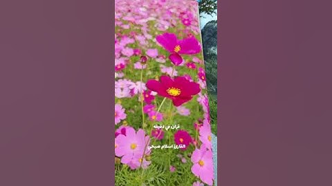 قران كريم ارح قلبك وسمعك #قران_في_دقيقة @قران_في_دقيقة #قران #quran #المصحف #اسلام_صبحي