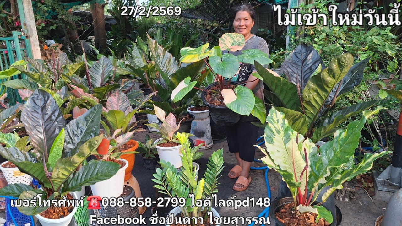  ☎️088-858-2799ไม้มงคลเข้าใหม่วันนี้ บุษราคัมเหลืองพีชต้นยักษ์  