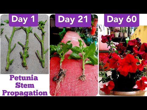 Video: Terry Petunia: Propagation By Cuttings