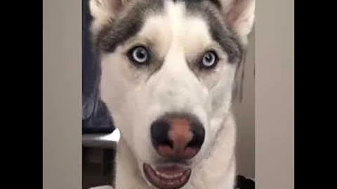 Funniest Huskey Moments- Do watch this before gett...