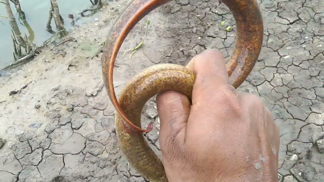 UJI COBA PANCING BELUT BARU HASILNYA LANGSUNG CEKROK.PART02