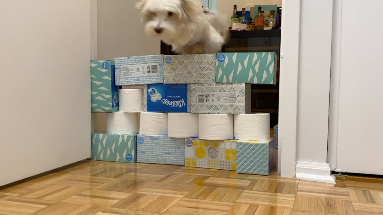 Toilet Paper Dog Commercial Miin maginaciones