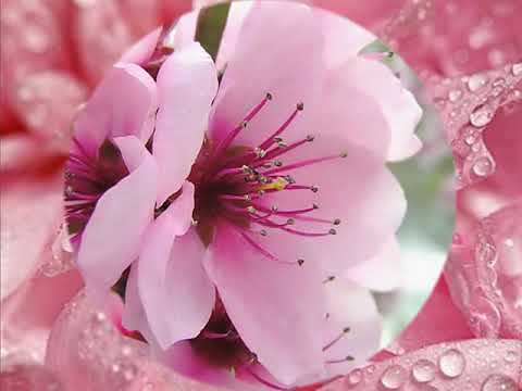 5.ЦВЕТОТЕРАПИЯ - ЭТО ЗДОРОВЬЕ И МОЛОДОСТЬ (МЕДИТАЦИЯ)