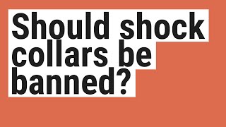 Should shock collars be banned?