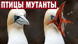 Этот Фильм Запретили Многие Страны!!!