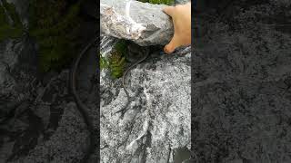 Snake Hiding Among the Rocks!” 🐍#Tech #Technology #TechNews #Gadgets #Innovation #Trending #Viral
